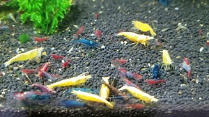18 reactions | Huge shipment of freshwater fish, shrimp and plants arrived today! | Blue Reef Aquatics | Facebook