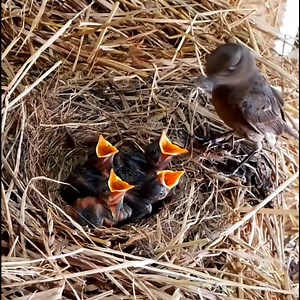 7.3K views · 70 reactions | Sooty chat trying trying birds jump to get food | Brid Feed | Facebook