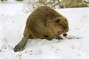 Eurasian beaver - Alchetron, The Free Social Encyclopedia