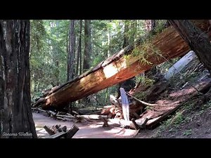 [4K] Walking in Armstrong Redwoods, Sonoma County, California