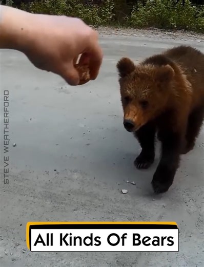 All Kinds Of Bears | Steve Weatherford