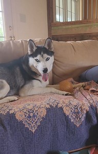 😎💙 Adoptable PUMA w/ his Ball Part 1 💚🤠 ....stay tuned for Part 2! PUMA is a loving, devoted young fella still seeking his forever family. Please inquire with any questions. https://www.adoptapet.com/pet/40900981-brick-new-jersey-husky More info about PUMA: 🌄 Active adventurous 🥳 Friendly affectionate 🌲 Loves exploring nature 🚗 Enjoys car rides 🌟 Smart attentive 💤 Great sleeper, loves naps 🍖 Passionate about food 🥎 Loves playing with toys 🐺 2-3 yrs old, male, neutered, UTD shots, ho