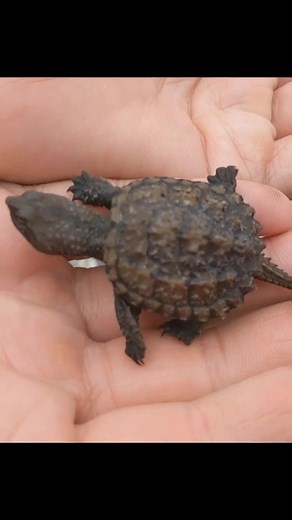37K views · 1.1K reactions | How cute is this baby Snapping Turtle? #turtles #reptiles | Wild Charles | Facebook