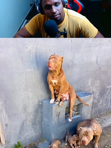 Pitbull Adestramento: Cão Falante e Meme Engraçado