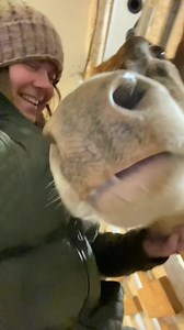 Its true…. #homestead #homesteading #homesteading #homesteadlife #rawmilk #farmchores #jerseycow #guerseycow #cowmom #milkmaid | The Little Red Farm