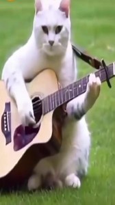 የቲክቶክ አገልግሎት | TST APP.