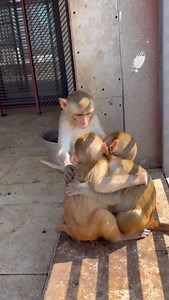 20K views · 14K reactions | God is always near ,you just need to notice ♥️殺. Jai shri Ram,jai hanuman . #animals #rescue #monkey #love #instagood | Anjana Sunil Dembla | Facebook