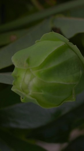 12K views · 420 reactions | Flowers Quiz #quiz #science #education #flowers #botany | Nick's Questions | Facebook