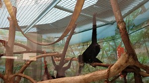 The spider monkeys had fun with the Easter eggs the Easter bunny left them! #enrichmentmonday | Riverside Discovery Center