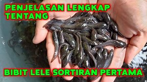 5.4K views · 131 reactions | Penjelasan lengkap tentang bibit lele sortiran pertama❗Bibit lele berkualitas unggul #bibitlelesortiranpertama #bibitleleunggul #bibitleleberkualitas | Jajang Jamaludin | Facebook