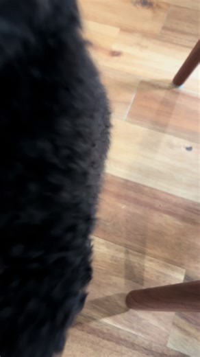 TikTokでPelusitaさんをチェック！