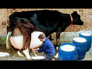 Highly Milking Biggest Udder Holstein Friesian Cow | How to increase Udder and Milk of Cows Buffalos