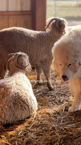 63 reactions | nothing like cool mountain mornings ️ I love waking the does up in the morning and seeing them all asleep in their family groups, cuddled up and warm. 殺 Then when they see me, they slowly start getting up, stretch, and mosey outside. Thus proceeds a nice, slow morning in the barn, filling up the hay feeders, fresh straw, and the does get to come back for breakfast ☀️ Love these fluffy goaties ♥️ -Rachel | Red Falcon Ranch | Facebook