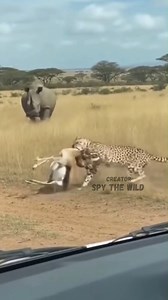 1.4M views · 8.8K reactions | A cheetah thought it had dinner secured… Then a rhino came charging from behind  The cheetah drops the deer and runs — both escape. Nature is unpredictable. #nature #wildlife #rhinos #cheetah #deer #safari | Spy the Wild | Facebook
