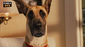 Être comme chien et chat… mais pour de vrai 😅 Marmaduke, le dogue allemand le plus maladroit et attachant, débarque le 28 février sur CINE OCS | CINE OCS