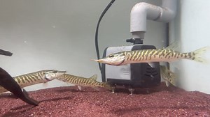 The predator 😱😱 #aquascape #plantedtank #viralreelsシ #fishtank #aquatic #aquarium #aquariumhobby #layoutdesign #viralpost #viral | AquaPedia