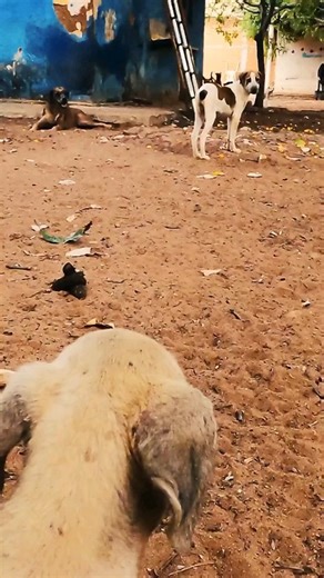 2.6K views · 109 reactions | A Princesinha do abrigo - O musical. ....