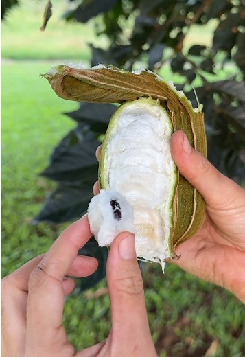 Conociendo el Fruto Helado: El Ice Cream Bean