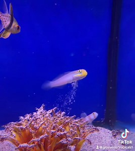 2.6K views · 22 reactions | 﫦 Blue Cheek Goby 﫦 A fascinating sand sifter with a striking yellow head and its namesake blue cheeks. They are ideal for a mature reef tank with a deep sand bed. #GrosvenorTropicals #Lisburn #TropicalFish #Fishkeeping #Goby | Grosvenor Tropicals | Facebook