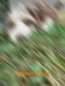 Samson is a beautiful red Merle Aussiedoodle, he will mature around 25-28lbs. He is ready to join your family on your summer adventures and warm your lap this winter ❄️ | Littleton Ranch