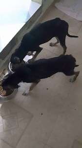 Full tummies and clean bodies and a comfy bed( the back seat of the FDC van dodge caravan which got wrecked in Colorado pre covid in 2020 is our sofa since we have no actual sofas) tonight for Laverne and Shirley of Catemaco, Mexico. On Monday we vaccinate and do the 4DX snap test. If anyone is interested in sponsoring some of Mondays Vet visit then we would be grateful. Or you may set up a monthly recurring donation to feed the bottomless pits which are the stomachs of these young dogs who have