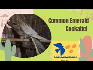 Common Emerald Cockatiel || mutation || parakeet