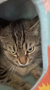 Libby has been diagnosed with F.I.P. (Feline Infectious Peritonitis) The treatment for each case if no other complications is HUGELY expensive $4,000.00 (the basic cost for meds and blood tests along the way). Libby became a foster mom for Orphan Annie when she was abandoned and a F.I.P. Survivor. Now Libby needs your support to help fight. Please support Libby so she may not only survive but thrive and find her fur-ever home and family. Go to our fundraiser pinned at the top of our page and don