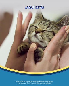 Ya está aquí Fresh Step® No-Aglutinante ahora con el poder de Febreze: ¡Máximo control de olores hasta por 7 días! | Fresh Step - México