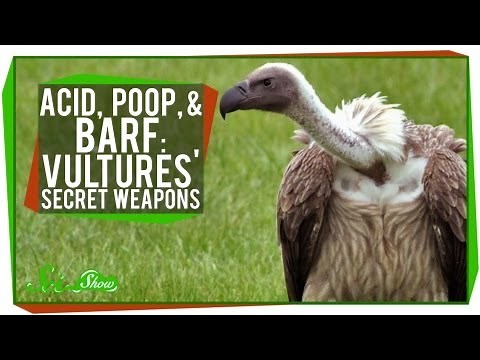 Acid, Poop, and Barf: Vultures' Secret Weapons