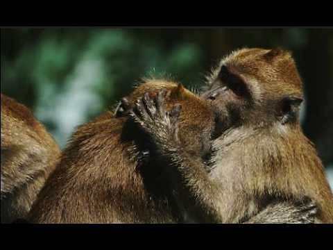 Monkey reproduction Seasons A Wild Love Story