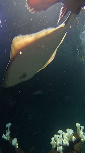 just for the halibut #oregoncoast #oregoncoastaquarium | Oregon Coast Aquarium