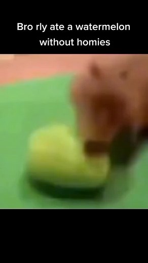 Capybara lover na TikTok