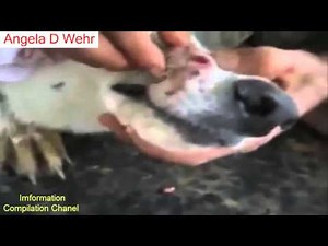 Treatment video compilation 2016 | Monster Botfly, Larvae , MangoWorm Removal animal vol1 1