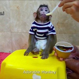 Naughty Kola Super Ran Fast Crying An-gry His Mom Not Pick Him After Bath, | Monkey Wild