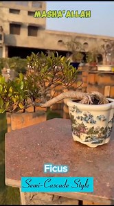 Unveiling the elegance of Ficus Semi-Cascade Style Bonsai in a premium Chinese Pot ✨. | Lone's Bonsai | Facebook
