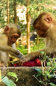 3K views · 33 reactions | Monkey Free on Reels | Facebook