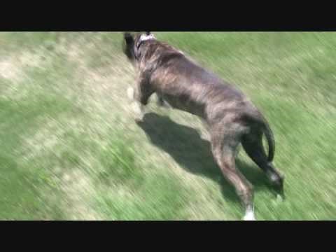 My Crazy Pitbull Diving Into A Lake At Full Speed!