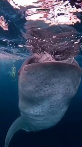 259K views · 3.5K reactions | Dabarun rayuwa a Teku 朗 #ocean #animals #survival #food #fish #survival | Auwalu Tukur | Facebook