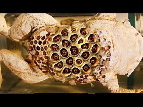 Best Trypophobia Triggers 2017 (Animals)! Surinam Toads, Clusters & Holes