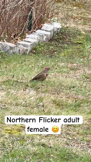 Northern Flicker adult female bird. #birds #birdwatching #northernflicker #birdshorts