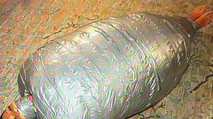 Mummification with 5 huge blankets and loads of tape wmv