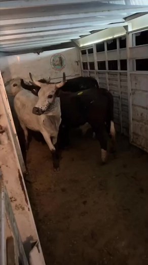 bulls and 2 cows #zabeehafarms #arhalalmeat #longhorncattle #corrientecattle #herefordcattle #cattle #bulls #cows #bullsoftiktok #cowsoftiktok #cattlehauler #cattlehaulin | Jonathan Bell