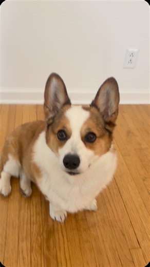 Volume on 🔉 😂 #limitlessyogastudio #corgi | Limitless Yoga Studio