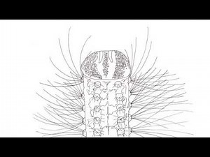 Metamorphose Episode 1