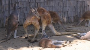 Kangourou roux : taille, description, biotope, habitat, reproduction