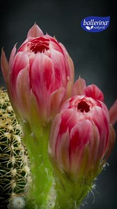 204K views · 124 reactions |  Deja que tu cabello respire con la frescura de la naturaleza.​ La línea Bajo Poo Micelar de Ballerina, con Agua de Coco y Flor de Cactus, limpia suavemente tu pelo. Puedes utilizarlo todos los días para dar una sensación de bienestar.​ ✨ Fácil de peinar, suave, brillante… y doblemente hidratado.​ ​ #BallerinaNatural #MicelarBajoPoo #CabelloFresco #BellezaNatural | Ballerina | Facebook