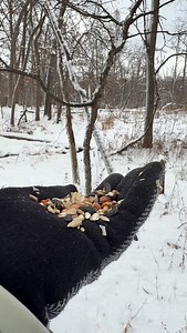 1.1K reactions · 55 shares | Wait for the white breasted nuthatch! 襁 #naturelovers #bird #birdwatching #handfeedingbirds #naturetherapy | Pumpkin Dreams Nature Scenes | Facebook