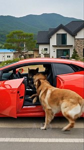 5.2M views · 56K reactions | Cruel Man Throws Hot Coffee at Golden Retriever, Gets Instant Karma from a German Shepherd Pack on His Luxury Vehicle #instantkarma #dog #aivideo #멍멍이 #강아지 | A.I.O | Facebook