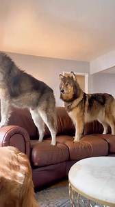 4.6K views · 577 reactions | Wolfgang | We are the Alpha Wolves | Facebook