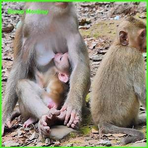 Million tear drop seeing poor baby deep weakness try to drink milk from mommy!! | RESEP Monkey